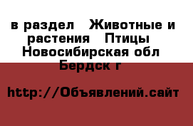  в раздел : Животные и растения » Птицы . Новосибирская обл.,Бердск г.